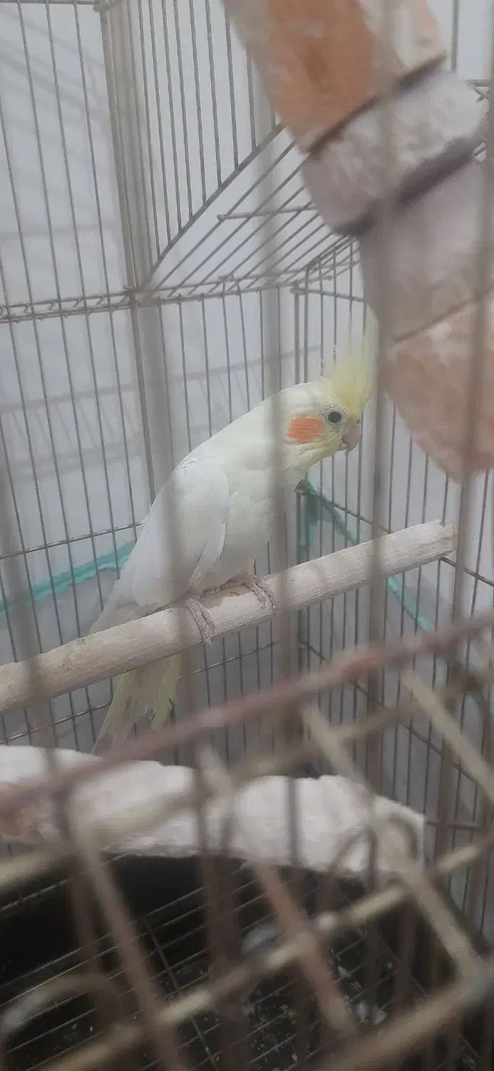 عروس لوتینو|پرنده|قم, ولیعصر|دیوار