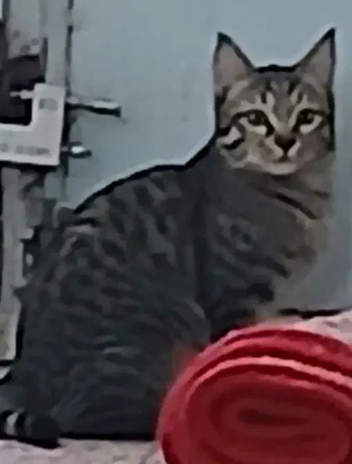 واگذاری رایگان گربه|گربه|رفسنجان, |دیوار