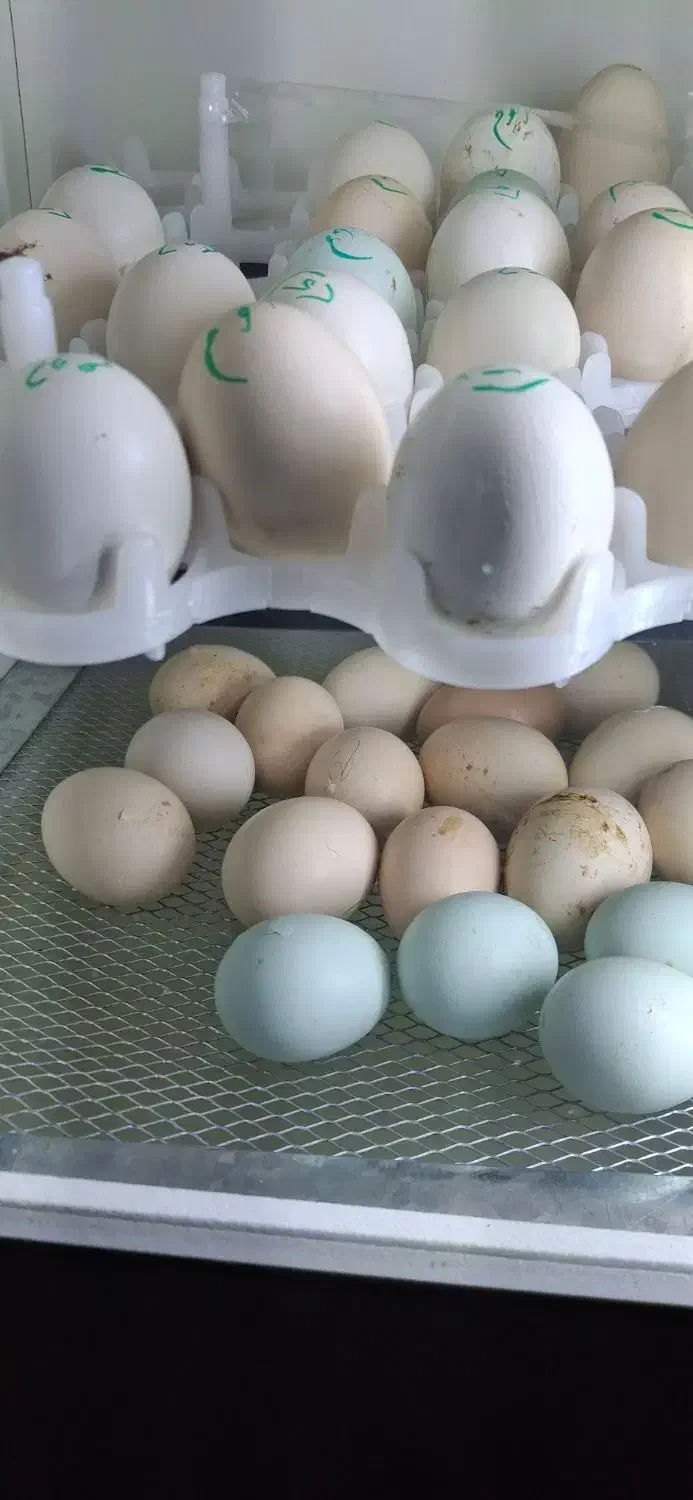 جوجه اراکانای تخم ابی و امروک|حیوانات مزرعه|شیراز, کوشک میدان|دیوار