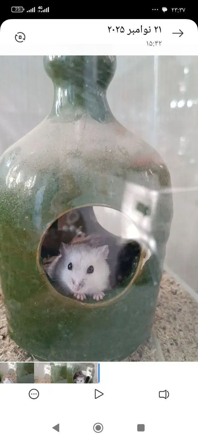 فروش همستر|موش و خرگوش|نورآباد, |دیوار