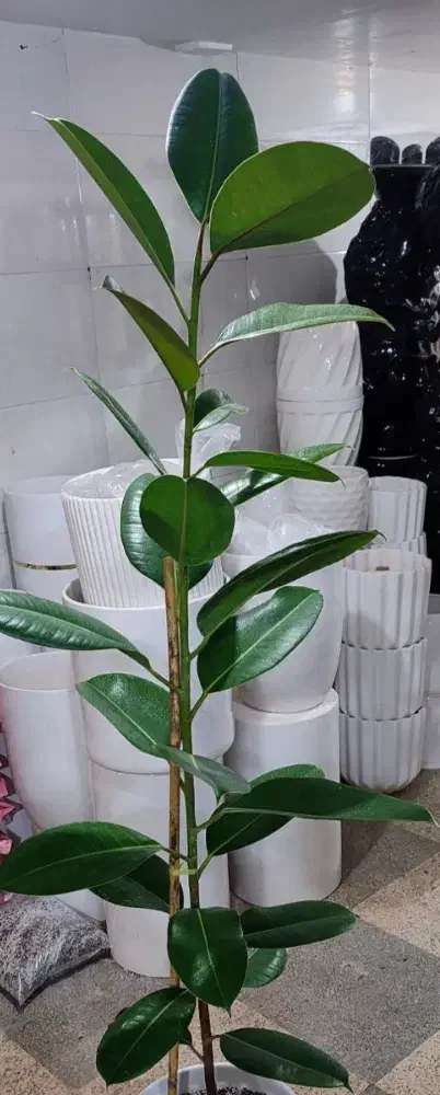 گل ختمی هندی|آرایشی، بهداشتی، درمانی|بروجرد, |دیوار