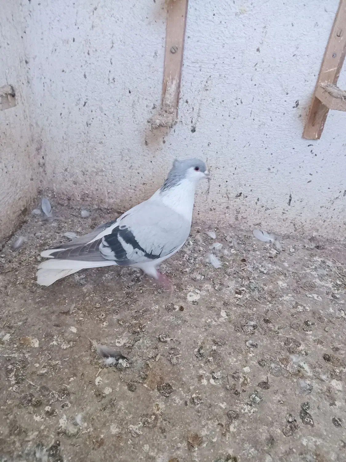 کفتر صید|پرنده|بجنورد, |دیوار