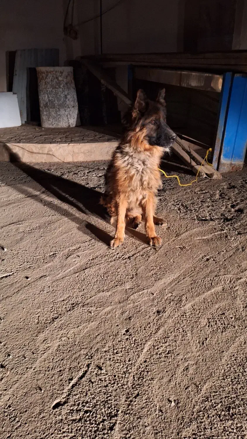 سگ ژرمن شیپرد نر|سگ|هشتگرد, شهرک راه آهن|دیوار