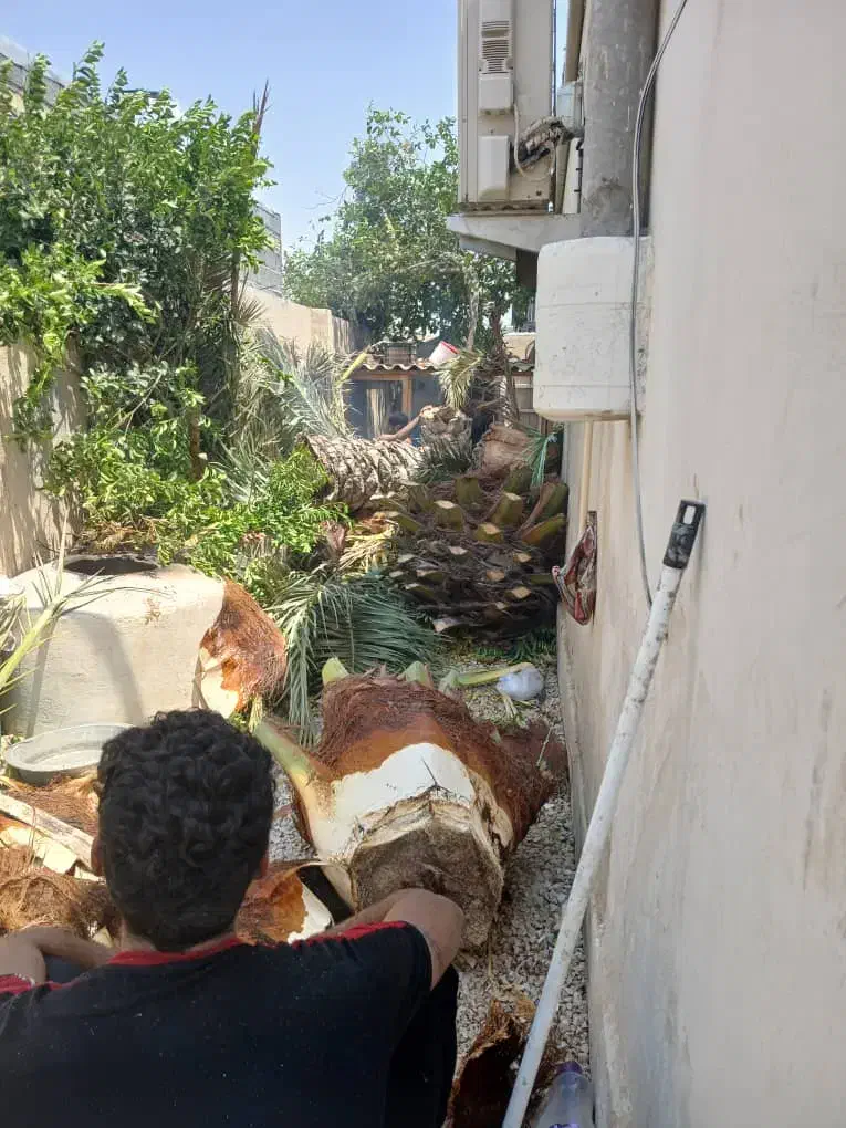 قطع نخل|خدمات باغبانی و درختکاری|بوشهر, |دیوار