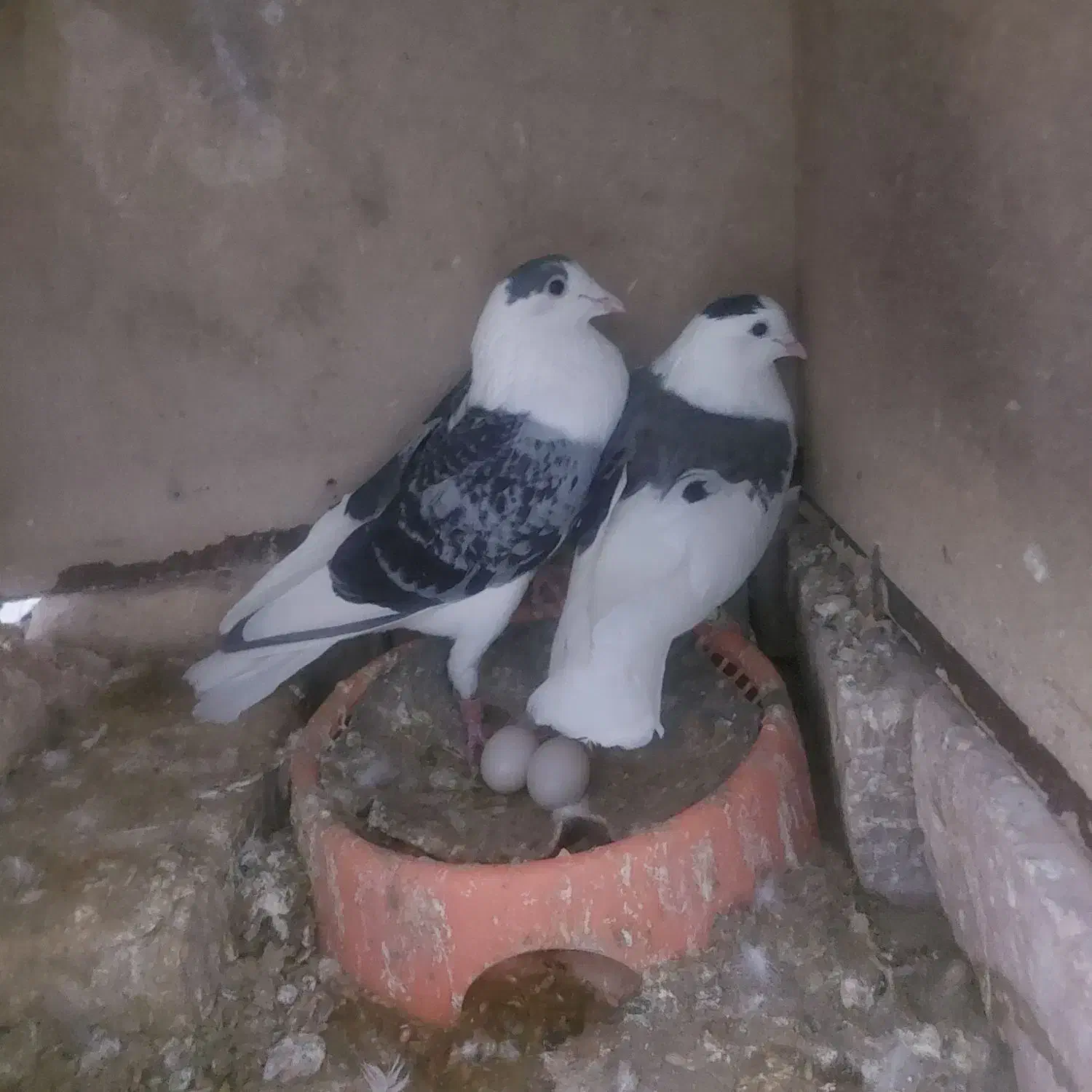 سلام.مینا بامگس.جفت دوکت.چندتایی هم کفتر رنگه|پرنده|زاهدان, |دیوار