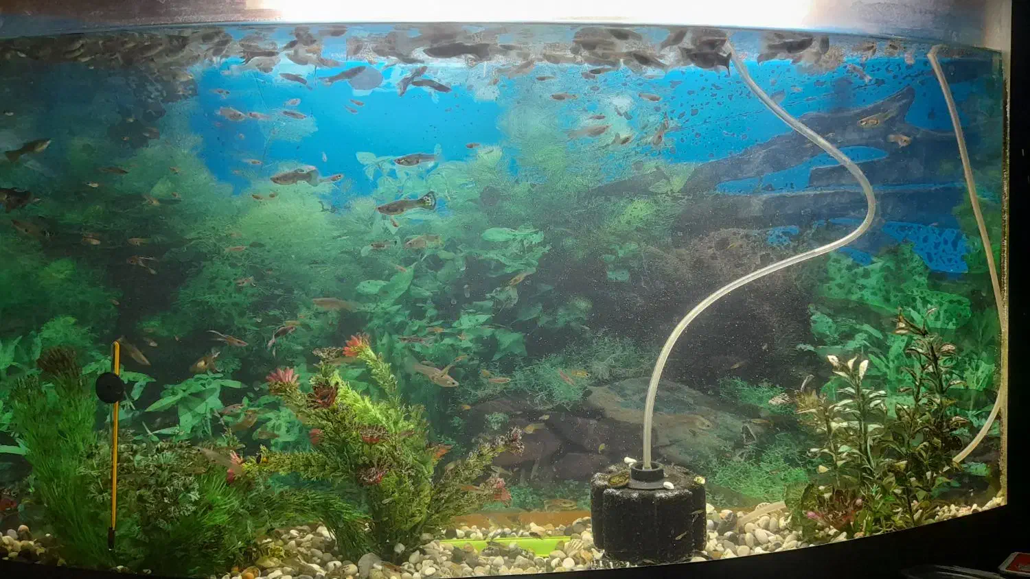 آکواریوم|ماهی|شهر بابک, |دیوار