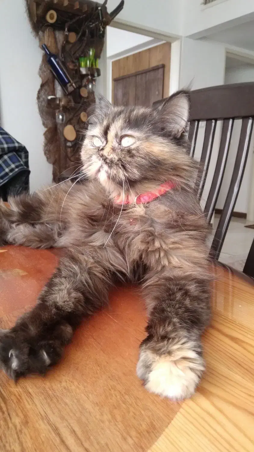 گربه پرشین بریتیش|گربه|محمدشهر, شهرک پیام (مهرالبرز)|دیوار