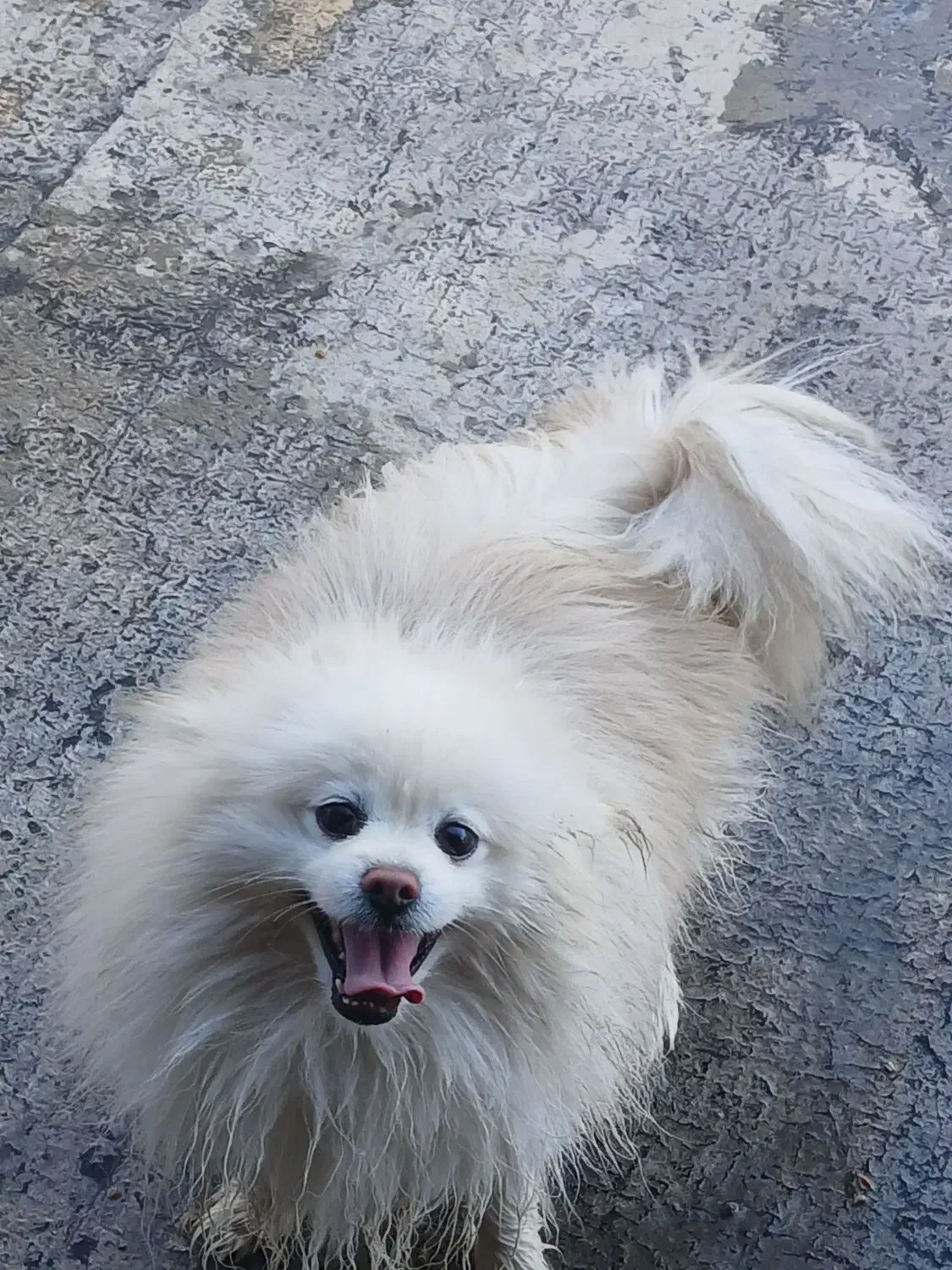 واگذاری سگ پاور روباهی|سگ|همدان, |دیوار