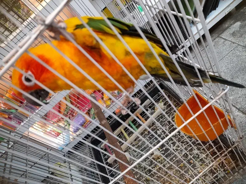 جمع آوری گرینچیک سرلاکی|پرنده|بجنورد, |دیوار