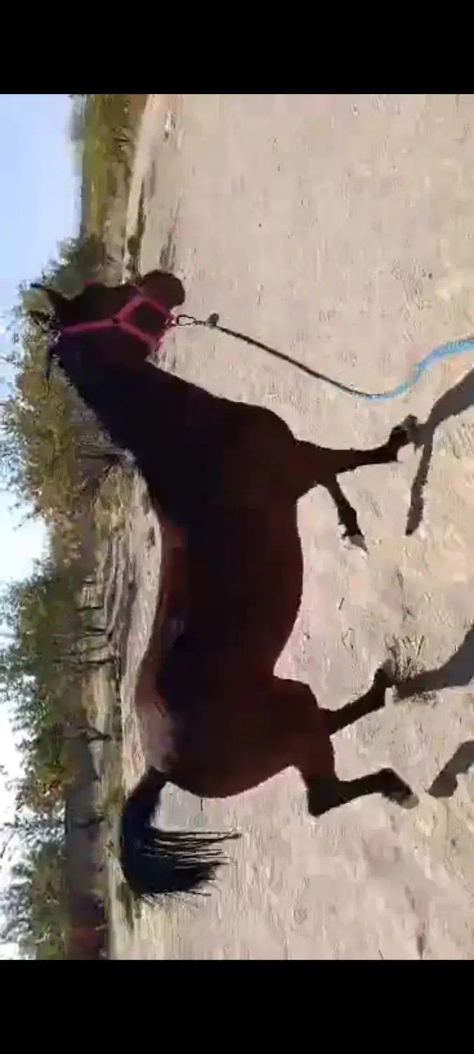 اسب|اسب و تجهیزات اسبسواری|همایجان, |دیوار