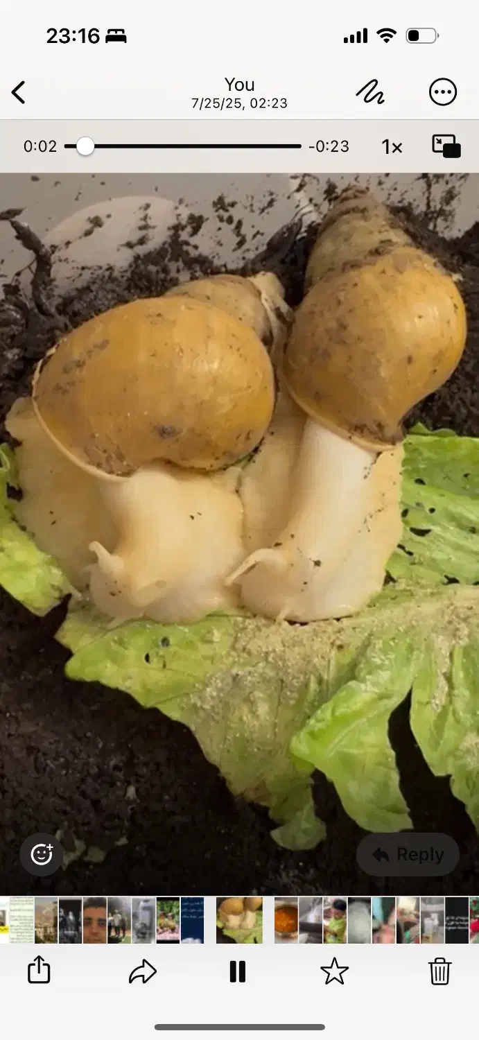 حلزون طبی درمانی آفریقایی|خزنده|تهران, قلهک|دیوار