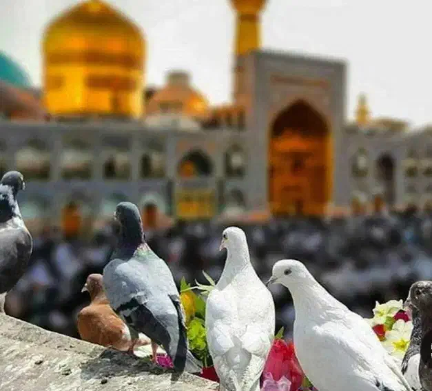 تور مشهد هوایی و ریلی|تور و چارتر|اسلامشهر, باغ فیض|دیوار