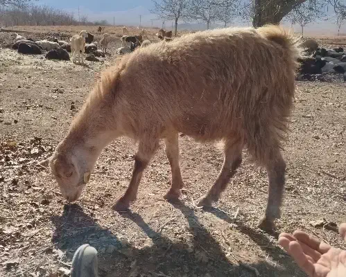 گوسفند بومی|حیوانات|یزد, |دیوار