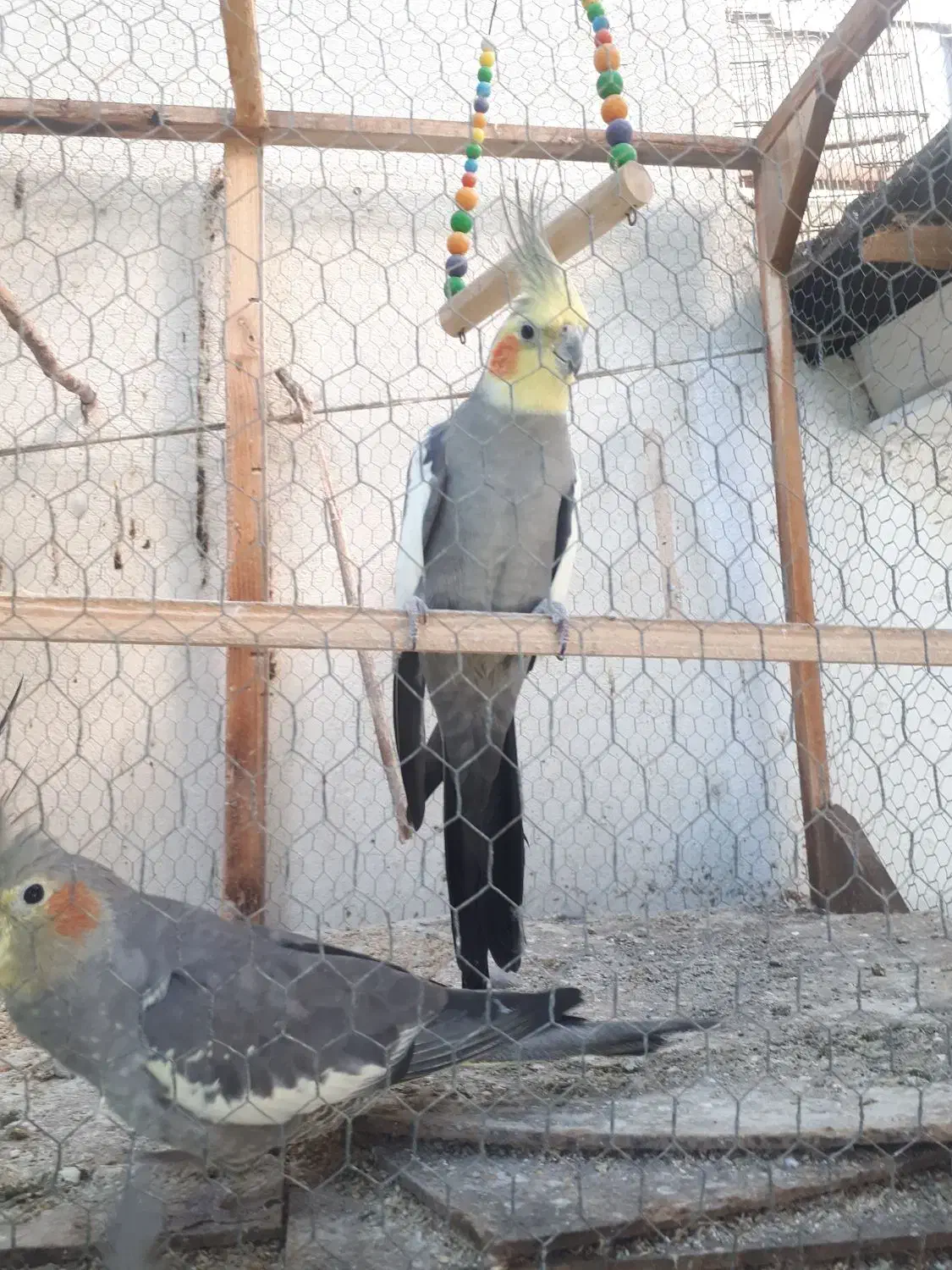 طوطی عروس هلندی|پرنده|قائمشهر, |دیوار