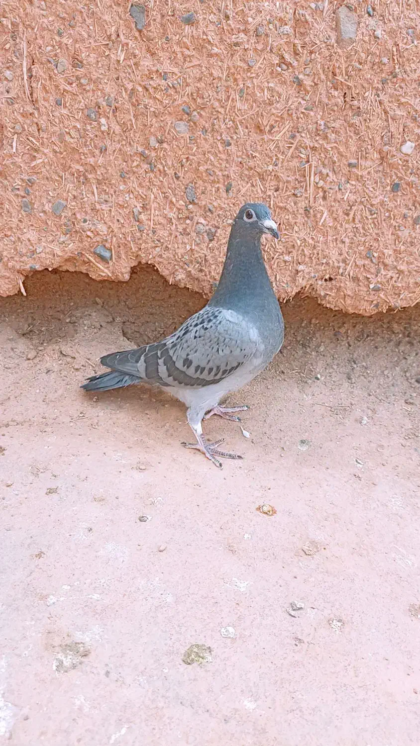 جوجه پولکی|پرنده|تربت جام, بهشت محمدیه|دیوار