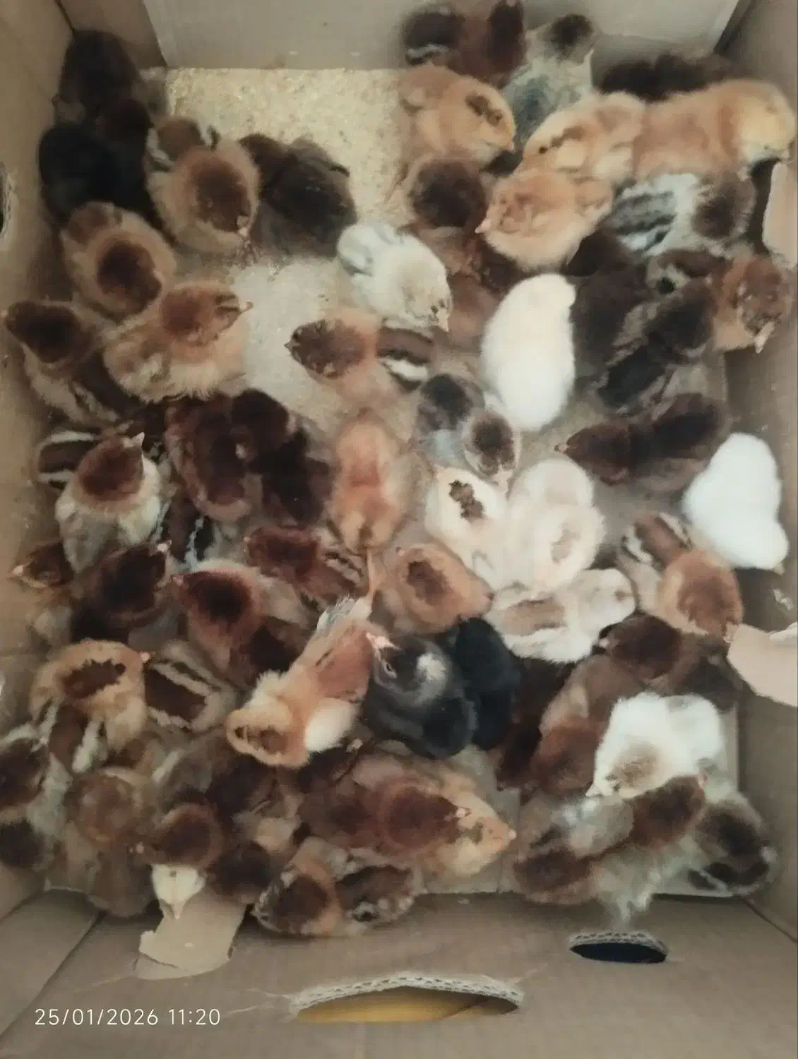 جوجه کوردی کرچ شو|حیوانات مزرعه|کرمانشاه, |دیوار