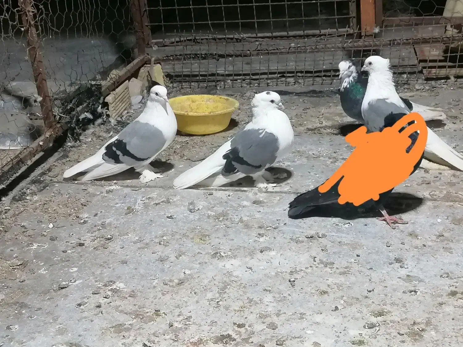 کبوتر سوز شور|پرنده|بوشهر, |دیوار