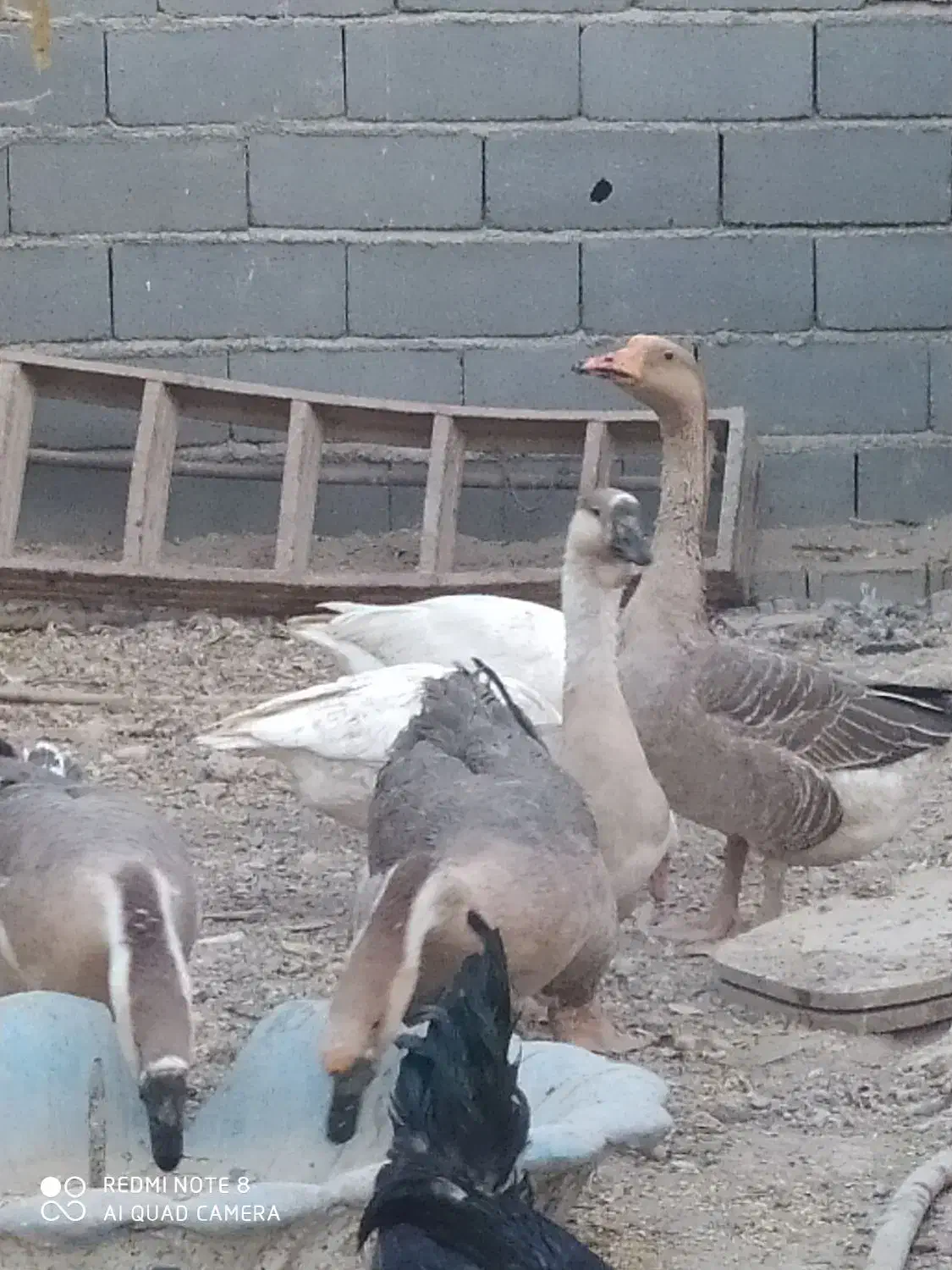 غاز و قوغاز|حیوانات مزرعه|پیشوا, |دیوار