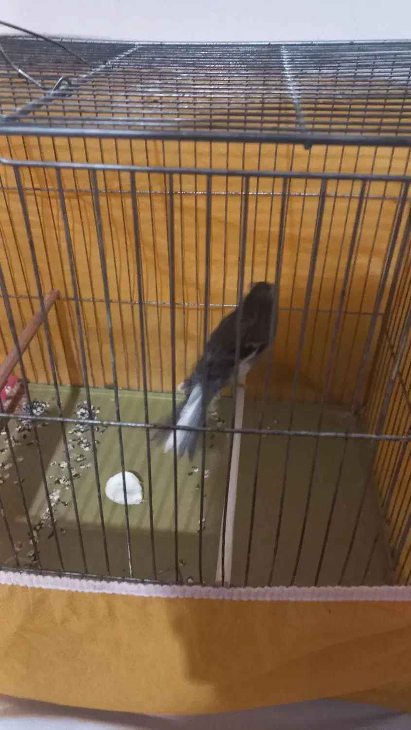 قناری نر|پرنده|خمینی‌شهر, |دیوار