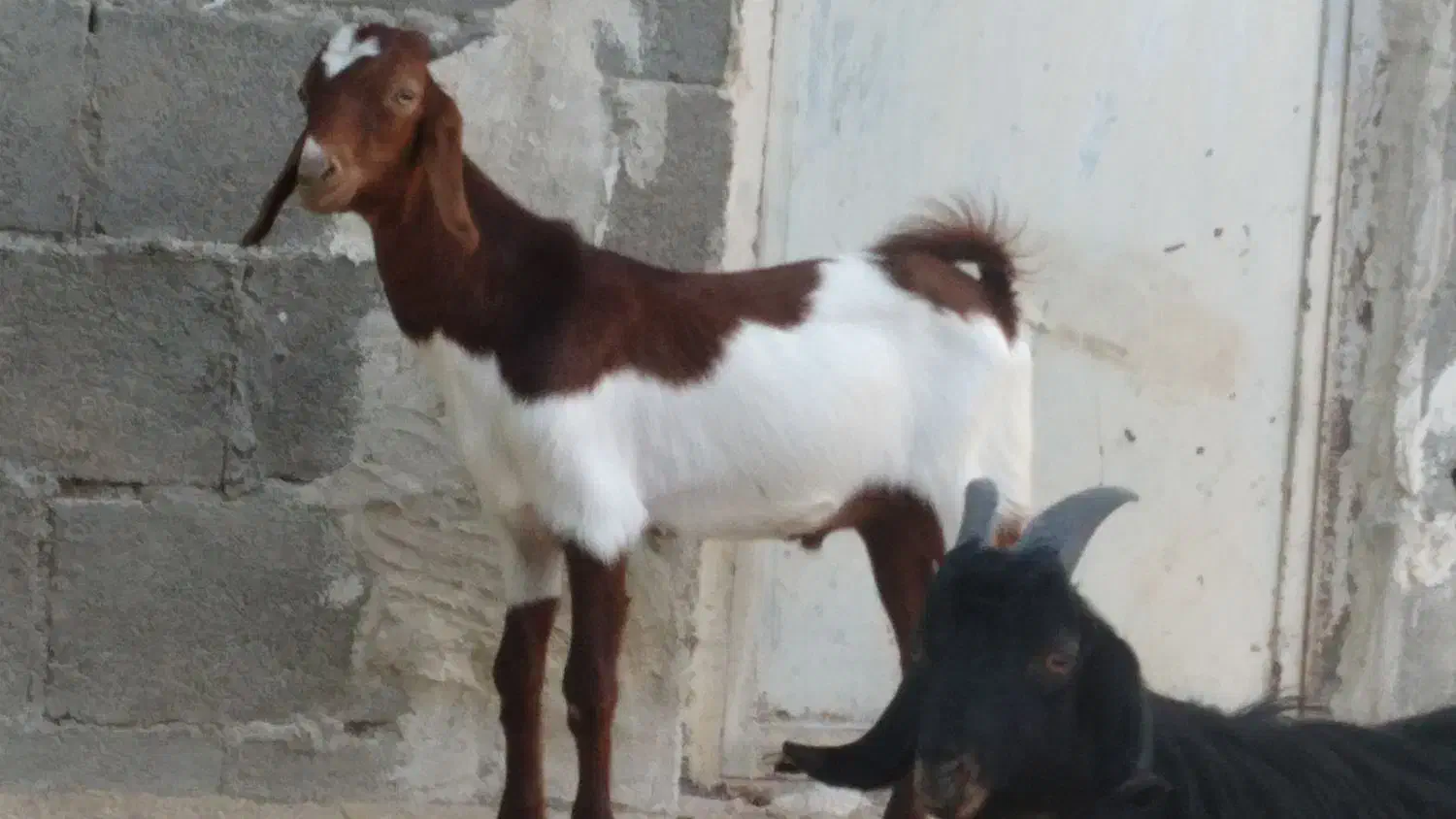 کهره نر|حیوانات مزرعه|بندر کنگان, |دیوار