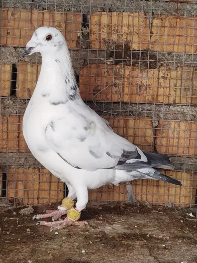 گلی|پرنده|مرودشت, فرهنگ|دیوار