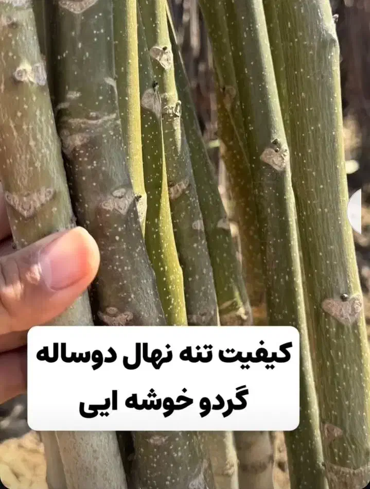 نهال گردو بادام وانواع سنجد حاج حسین، قزل ،دروار|گل و گیاه طبیعی|خسروشاه, |دیوار