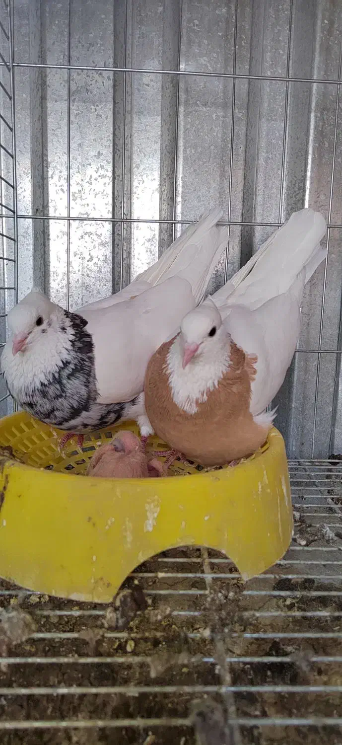 فروش تعدادی طوقی|پرنده|خوسف, |دیوار