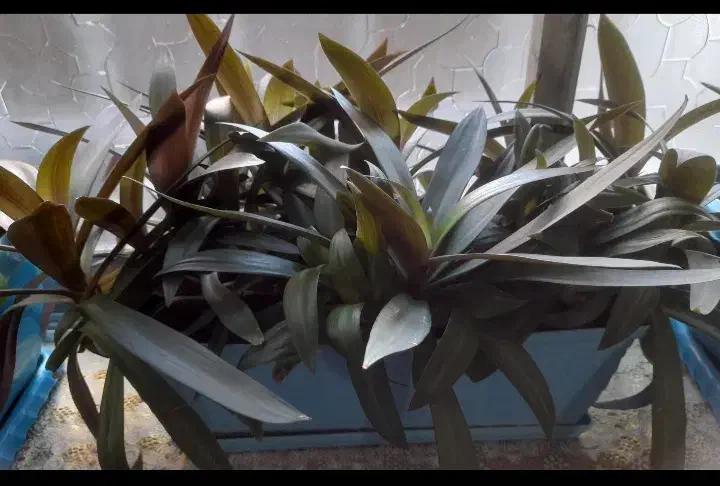 گل طبیعی|گل و گیاه طبیعی|هرسین, |دیوار