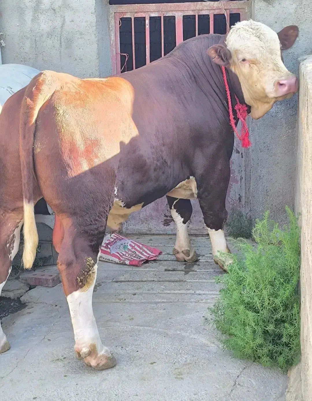 سلاخ سلاخی ذبح قصاب حرفهای گوساله گوسفند حلال|خدمات پذیرایی، مراسم|زنجان, |دیوار