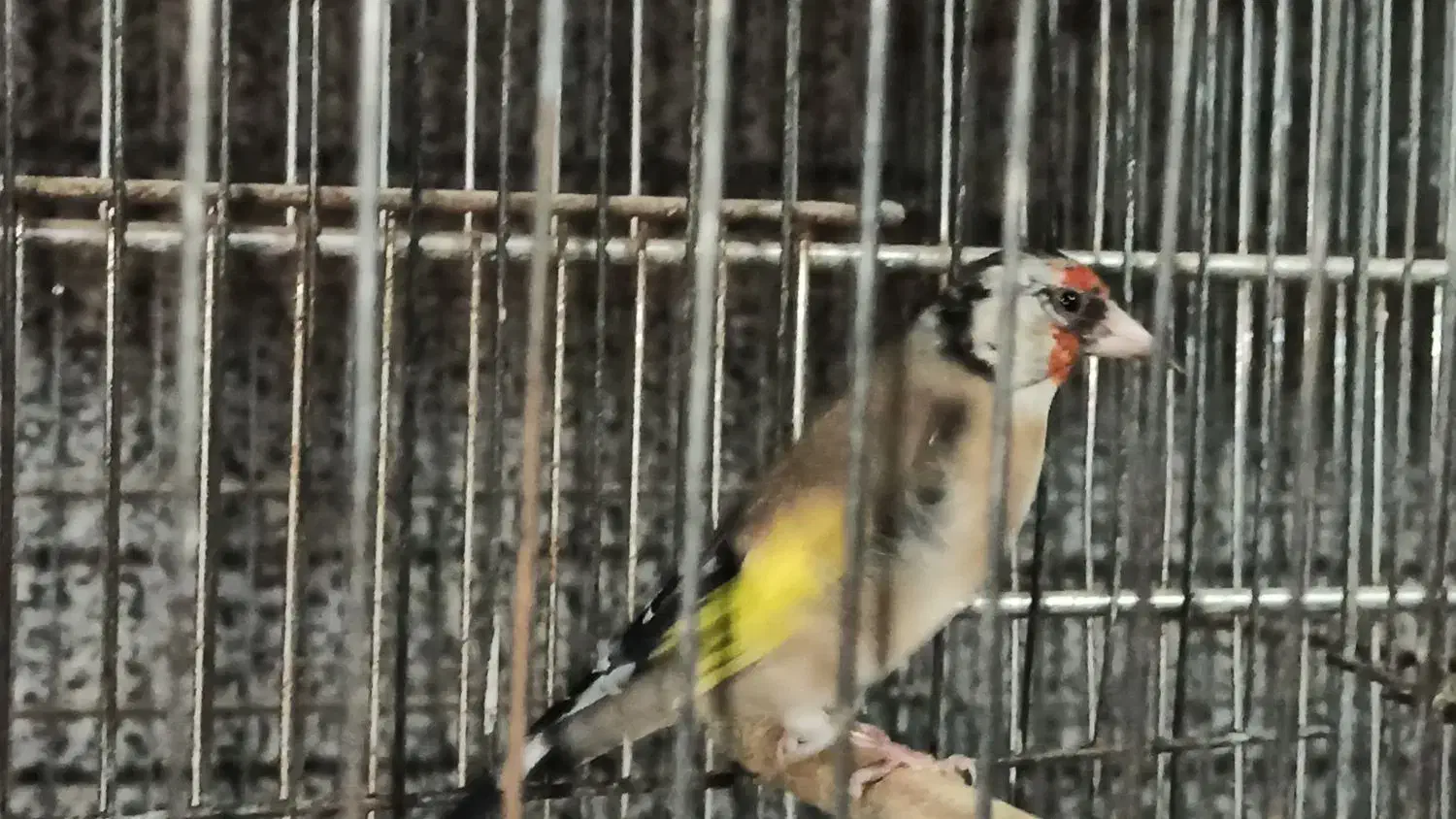 ماده سهره سه ساله آماده|پرنده|اهواز, گلستان|دیوار