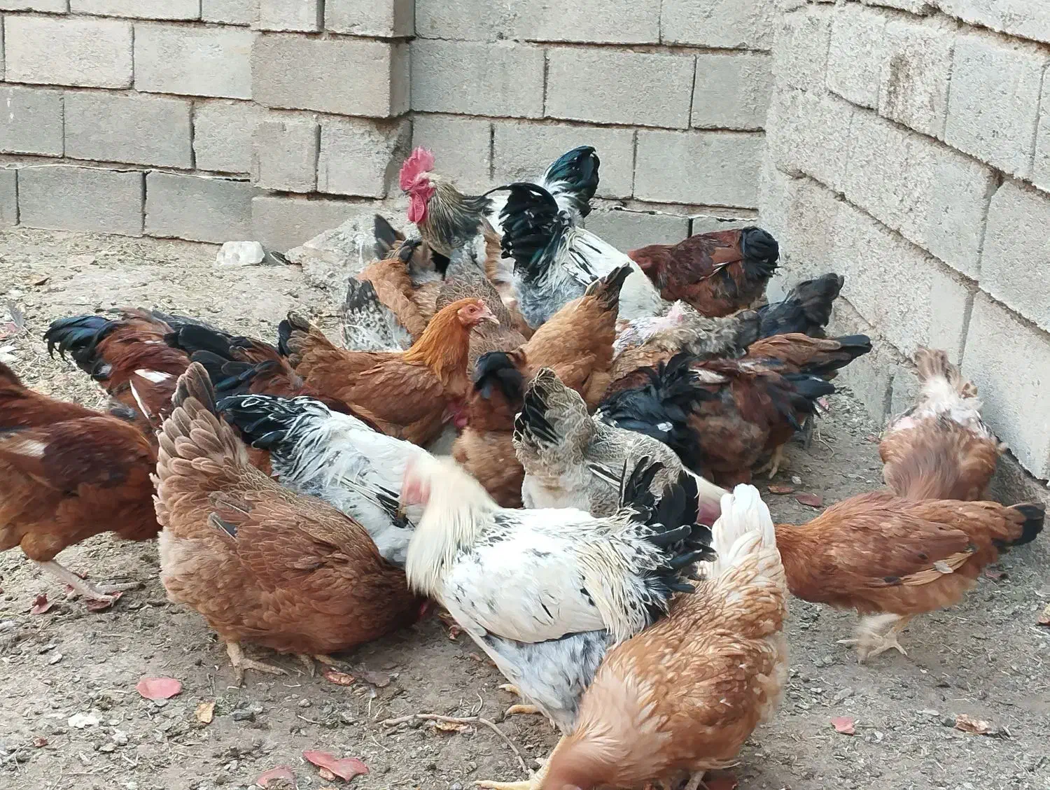 خروس و مرغ تخمگذار جوان|حیوانات مزرعه|تربتحیدریه, مسجد جامع|دیوار