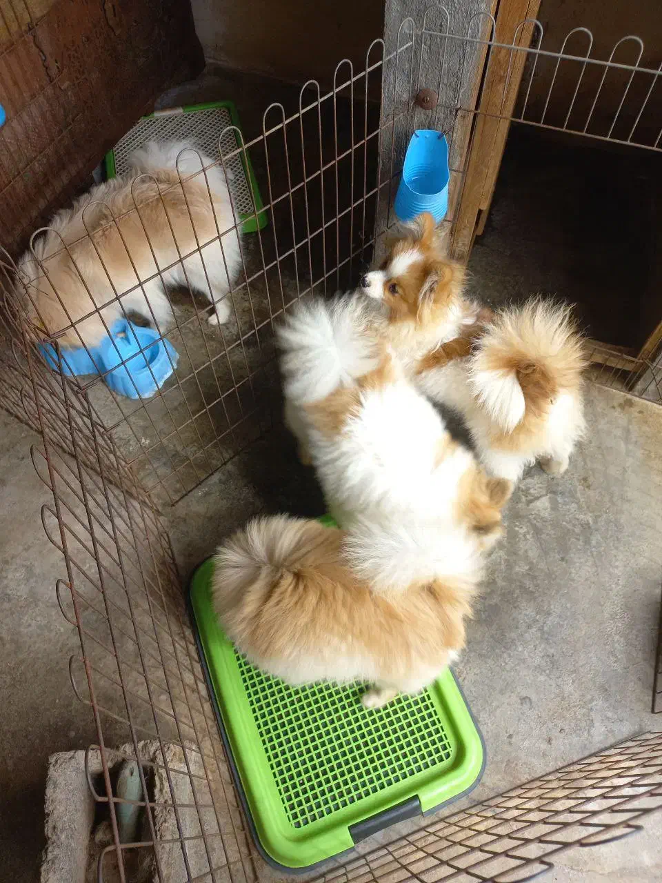 واگذاری پامرانین خرسی و روباهی|سگ|آمل, |دیوار