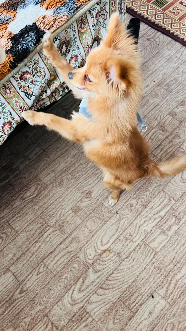 سگ پامر|سگ|سنندج, |دیوار