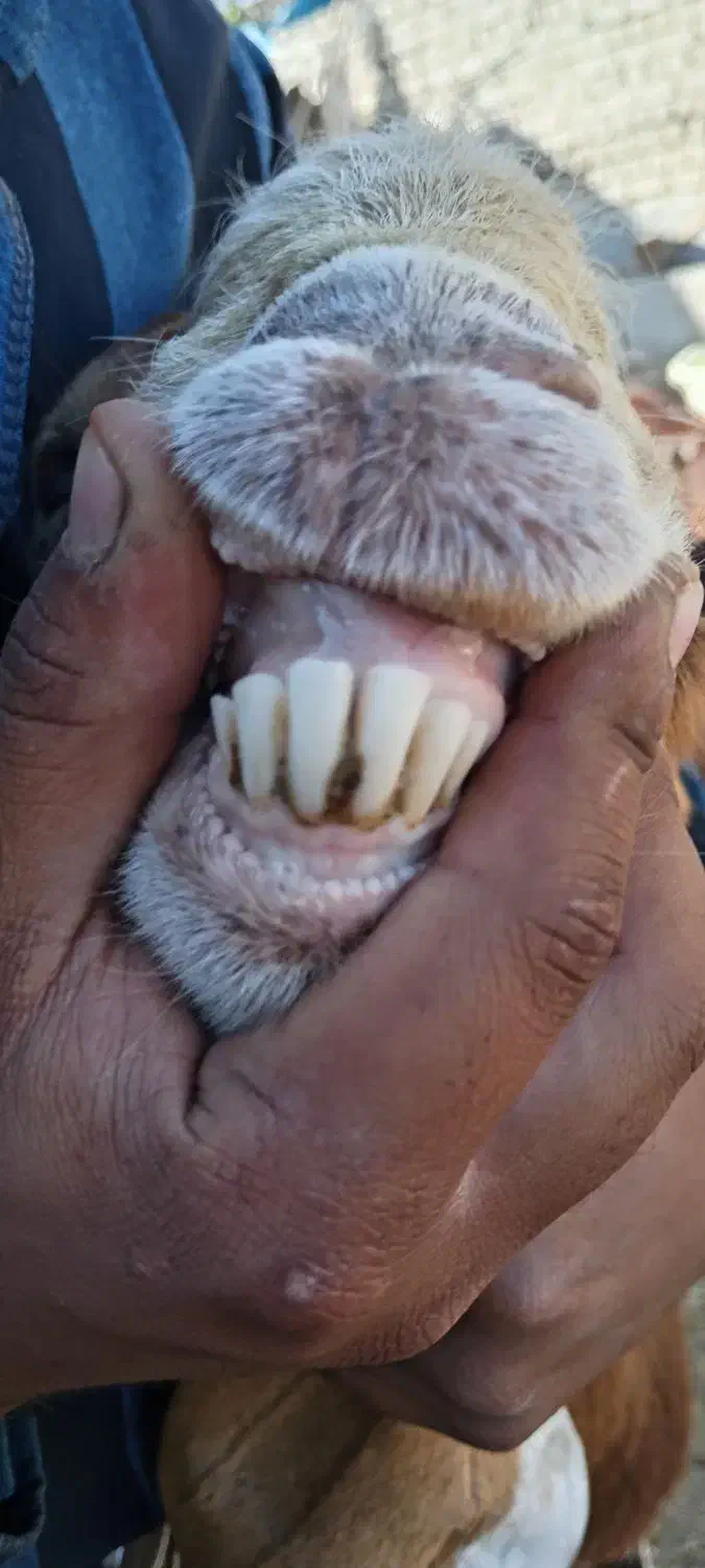 نر بز پاکستانی|حیوانات مزرعه|مشهد, شمس آباد|دیوار