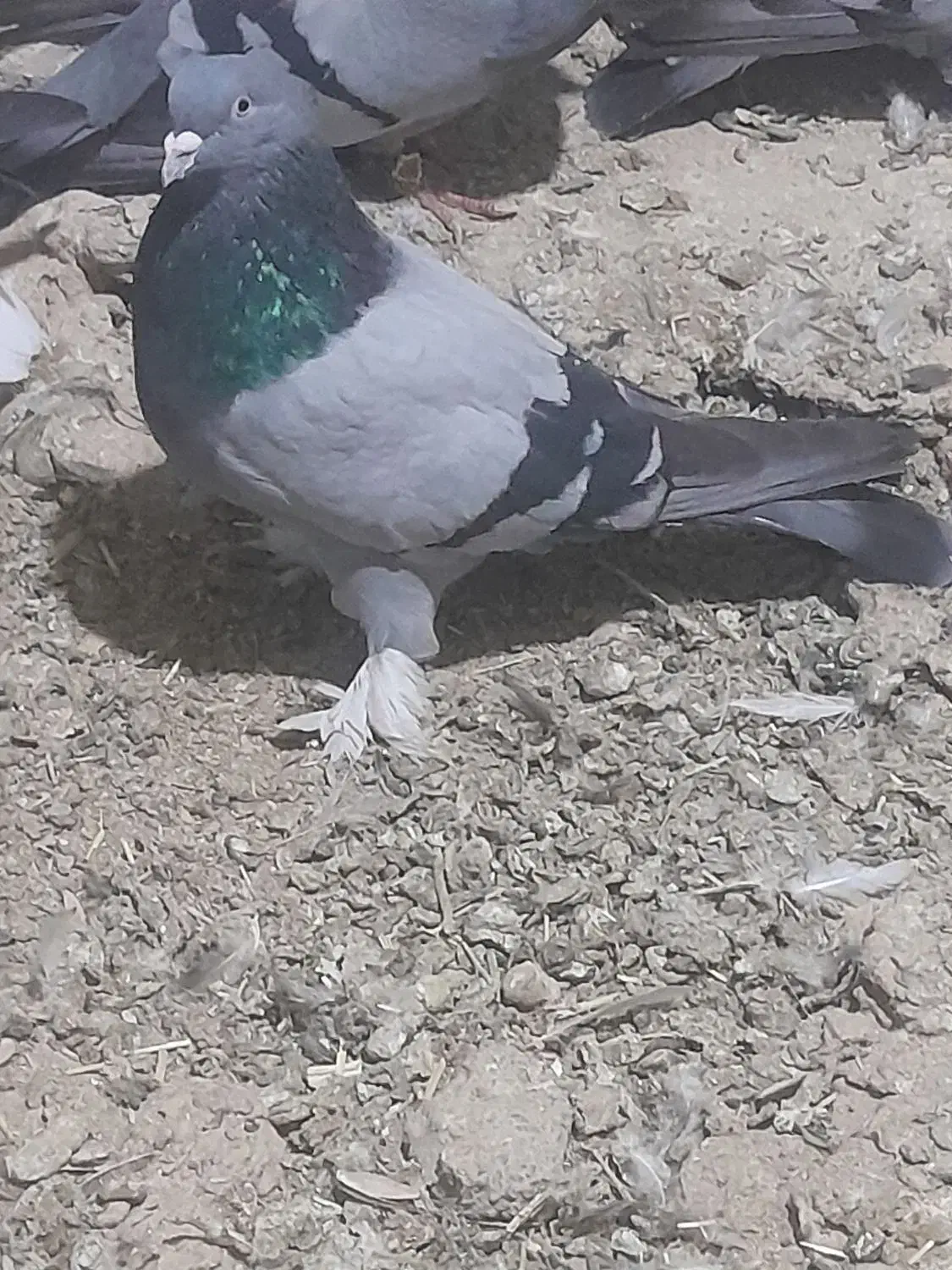 دونی ۷۰۰|پرنده|شهرکرد, |دیوار