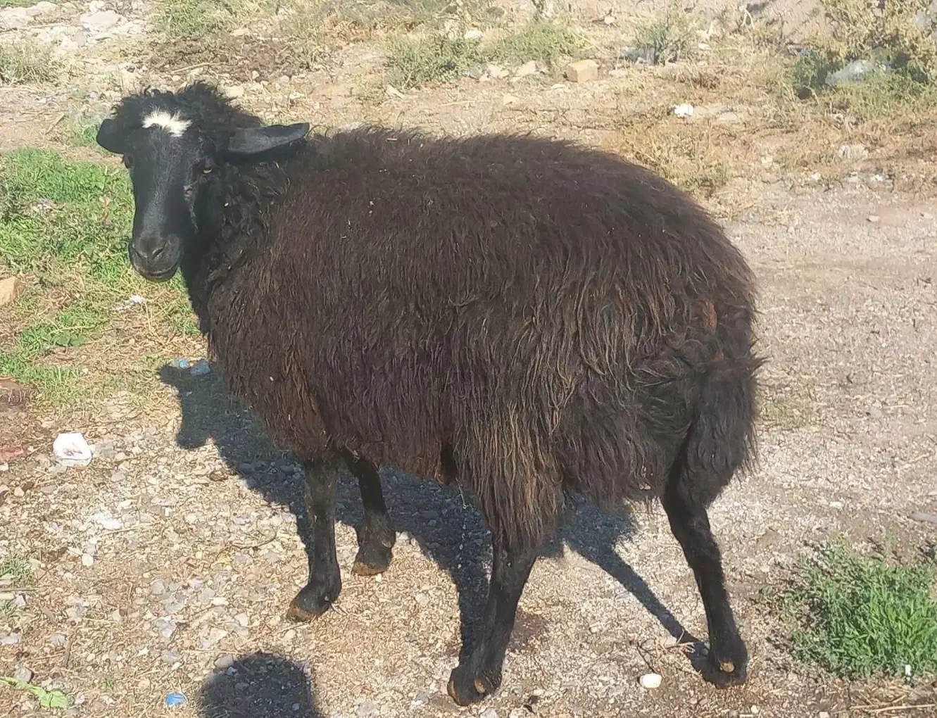 گوسفندجوان چاق|حیوانات مزرعه|کرج, کمال‌شهر|دیوار
