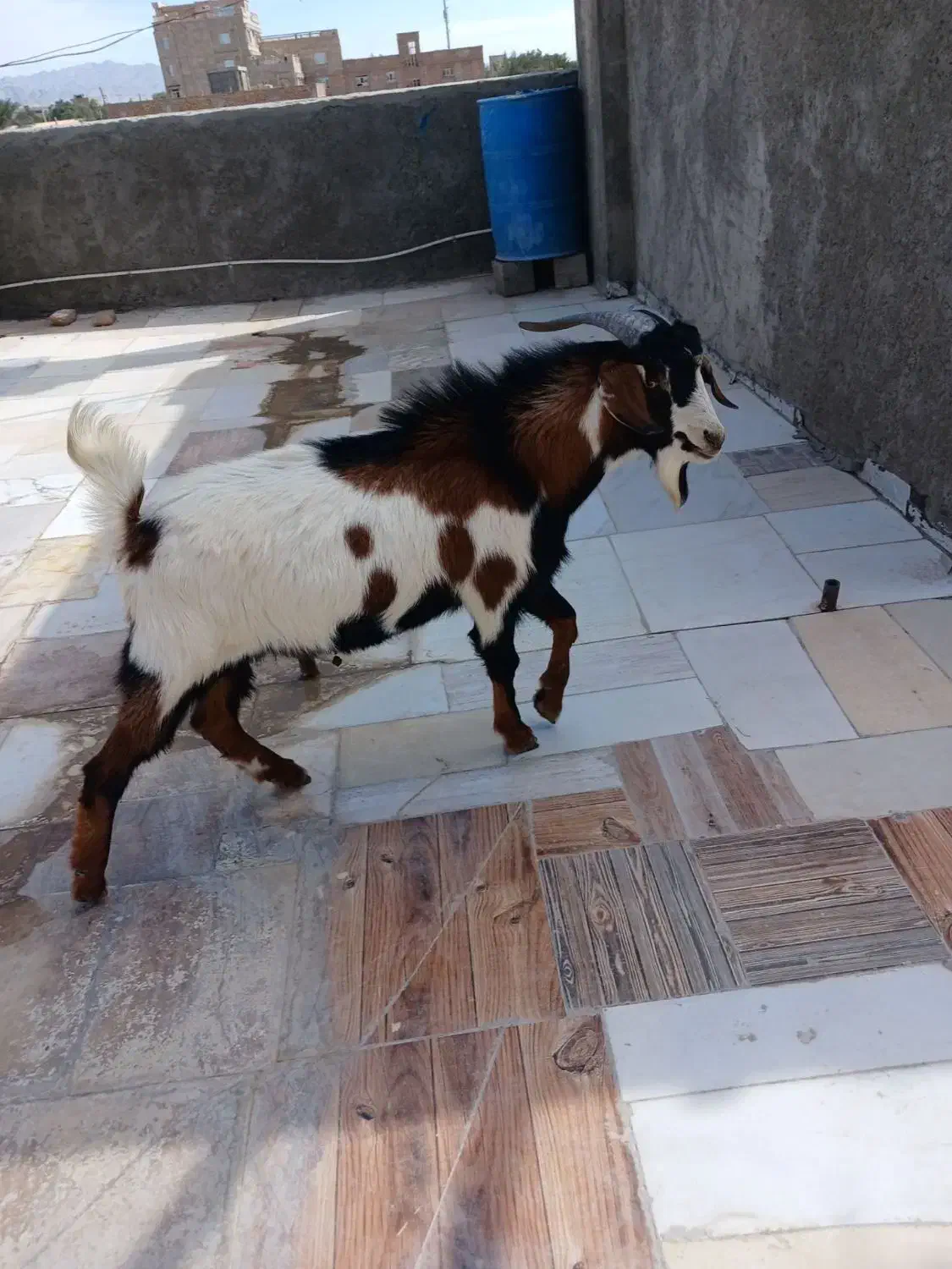 پاچن بدون دندان  مشتری واقعی تماس|حیوانات مزرعه|سراوان, |دیوار