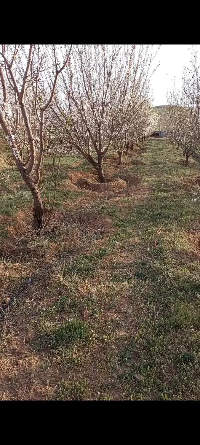 ۱۰۰۰ متر باغ بادوم فرانسوی قازنداقی|فروش دفتر صنعتی، کشاورزی، تجاری|تاکستان, |دیوار