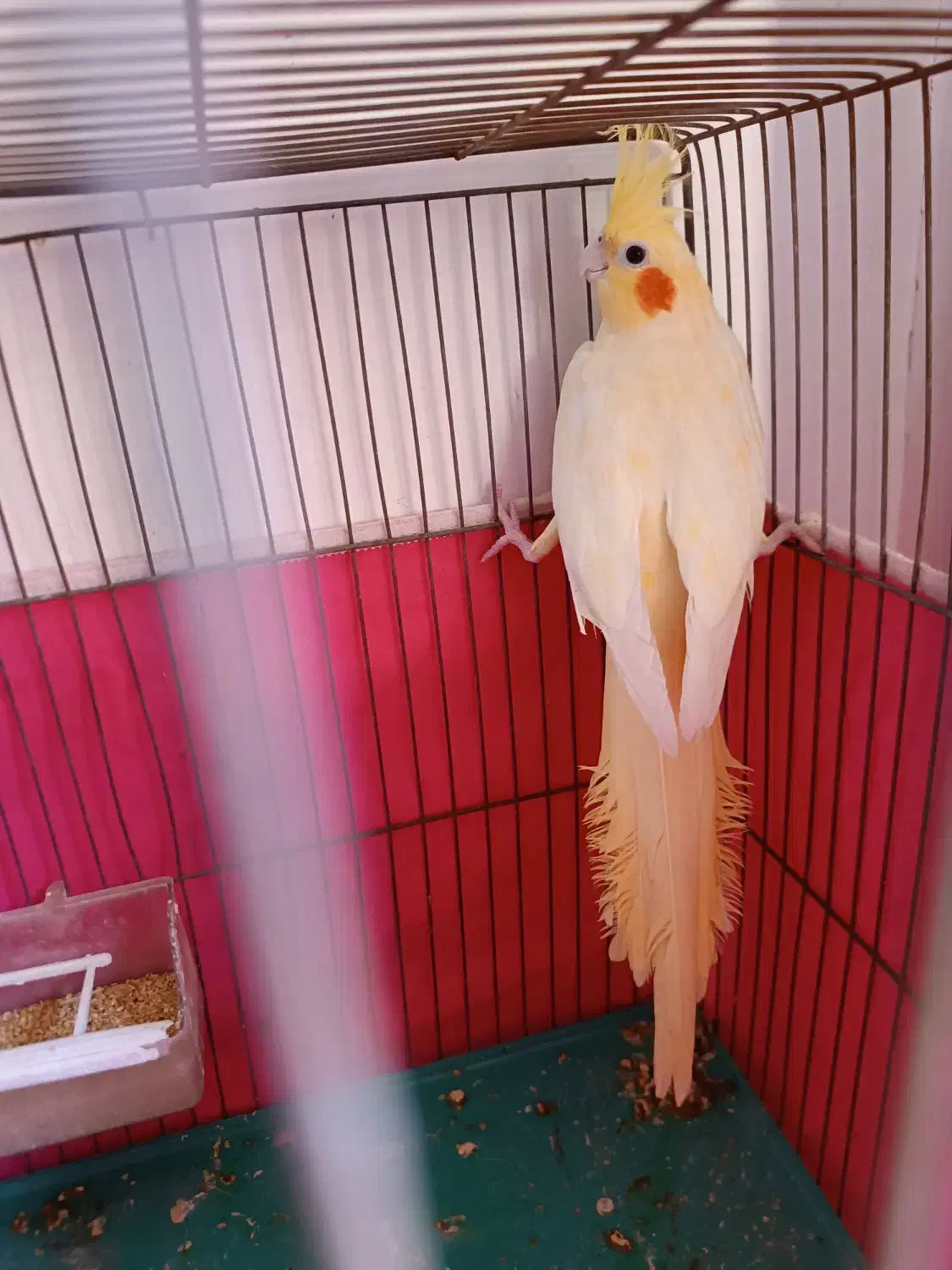 عروس هلندی|پرنده|مبارکه, |دیوار