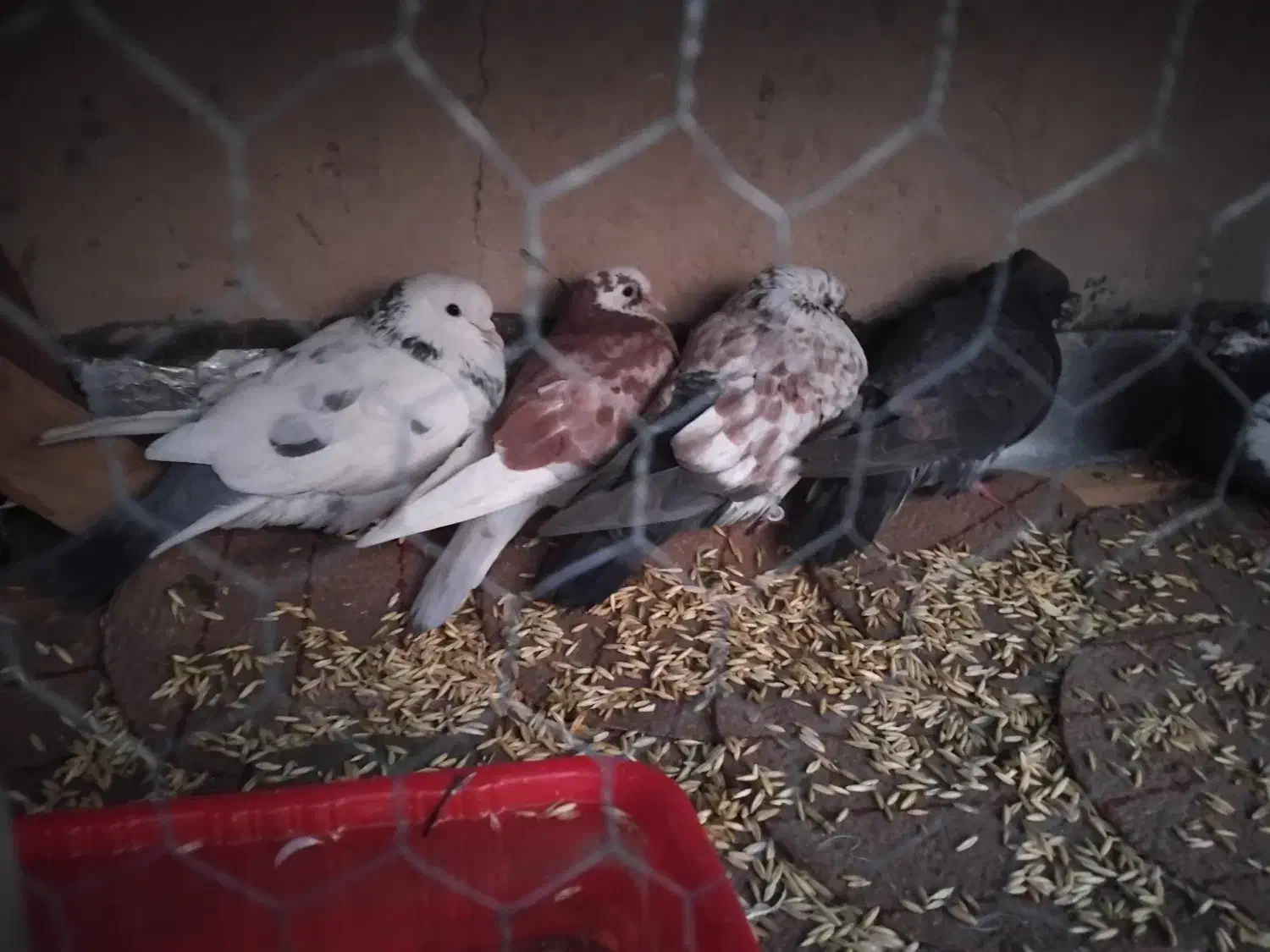 کبوتر|پرنده|اصفهان, باغ زیار|دیوار