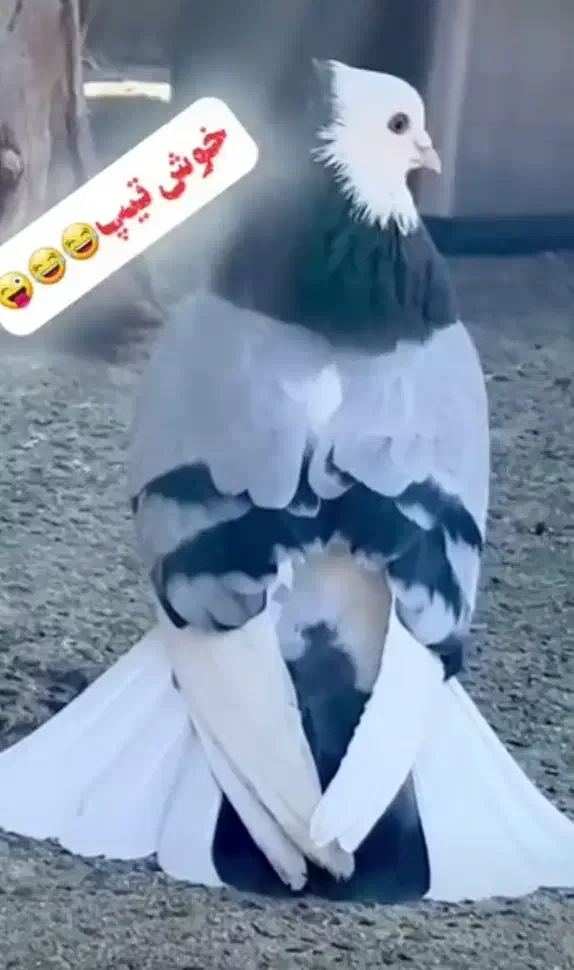 کبوتر گمشده|حیوانات|نهاوند, |دیوار