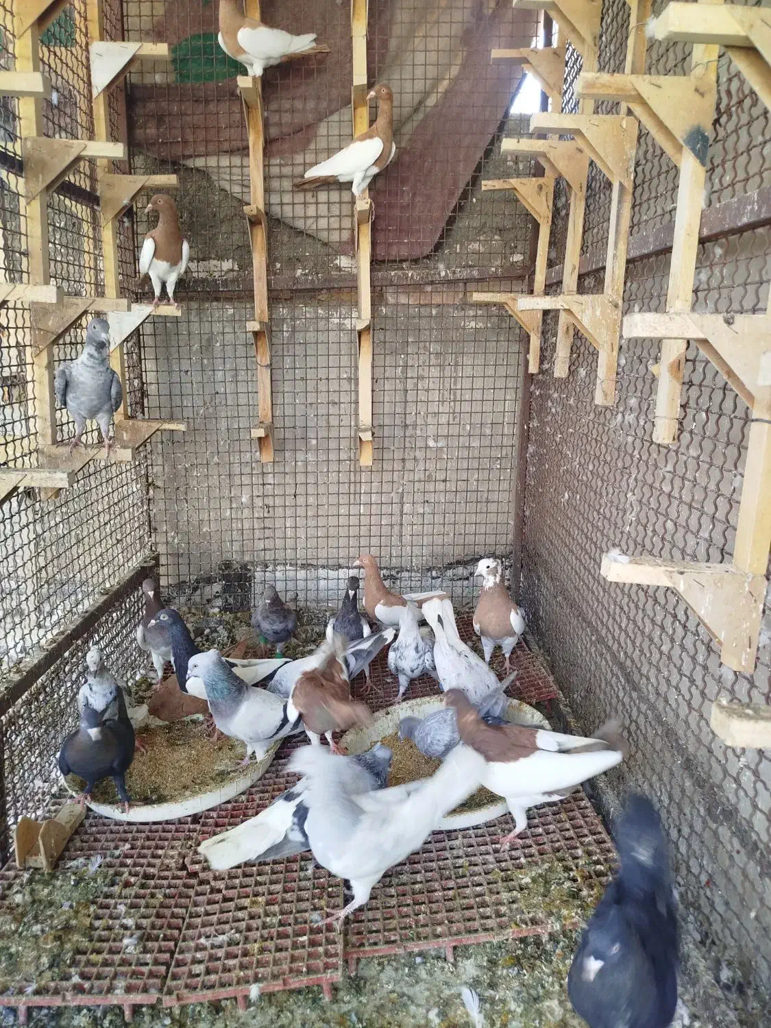 کبوتر رنگی|پرنده|شیراز, اکبر آباد|دیوار