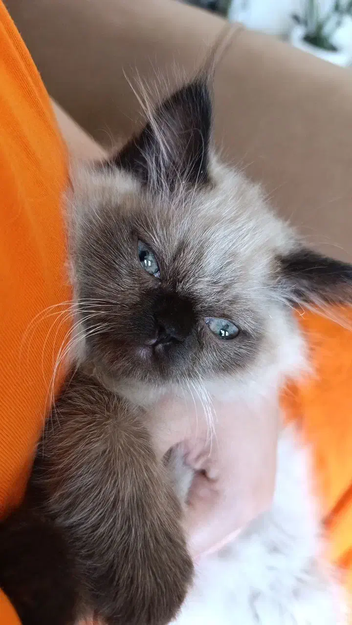 گربه پرشین وهیمالین دونژادس|گربه|ری, دیلمان|دیوار