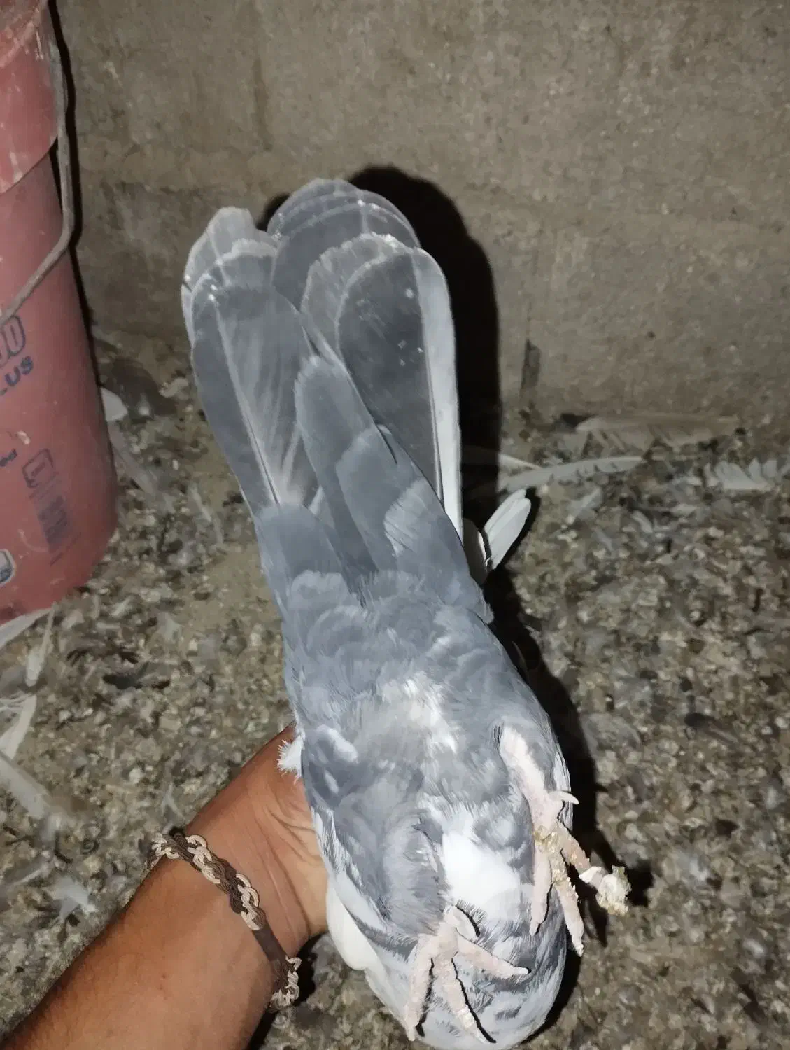 حیوانات|پرنده|جنت, |دیوار