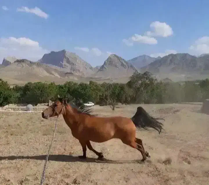 مادیان|اسب و تجهیزات اسب‌سواری|کاشان, کارگر|دیوار