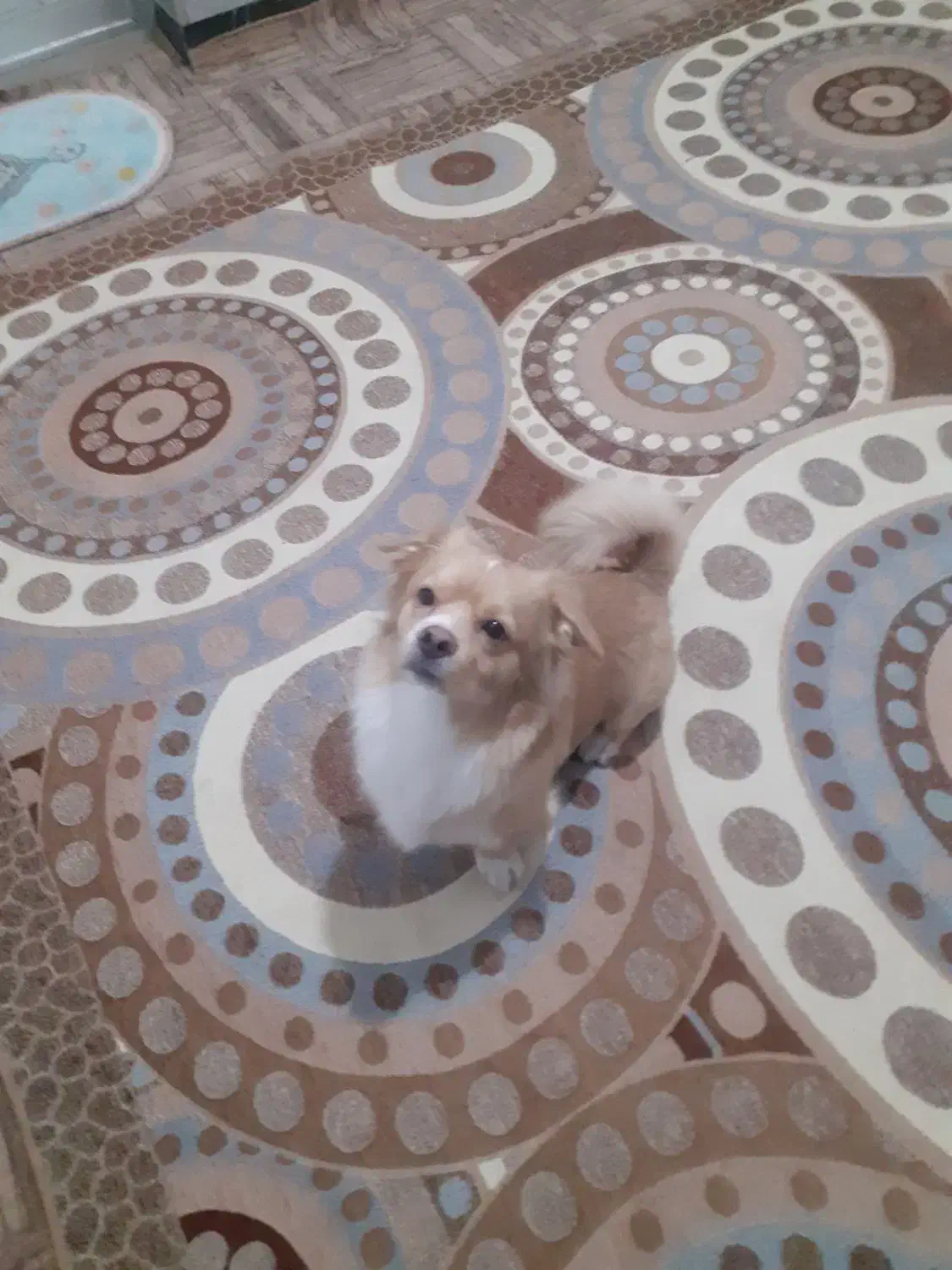 فروش جاپانیز اشپیتز نر یکساله قیمت باقفس ۴تومن|سگ|نجفآباد, امیرآباد|دیوار