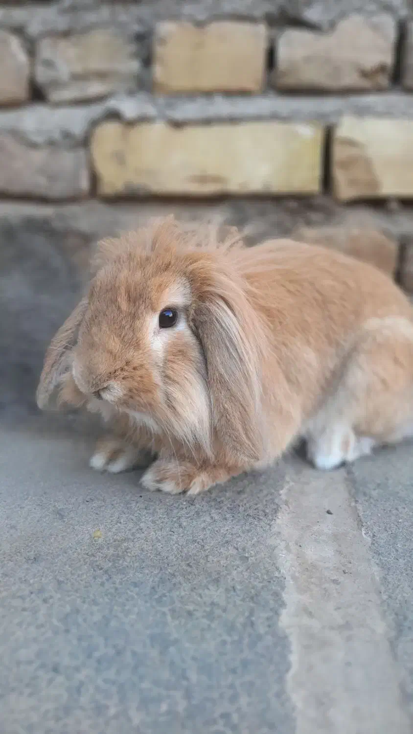 خرگوش لپی تپل|موش و خرگوش|بوژگان, |دیوار