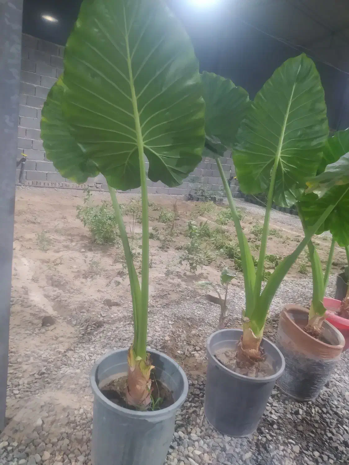 گلهای آپارتمانی|گل و گیاه طبیعی|پاکدشت, پاکدشت (مامازند)|دیوار