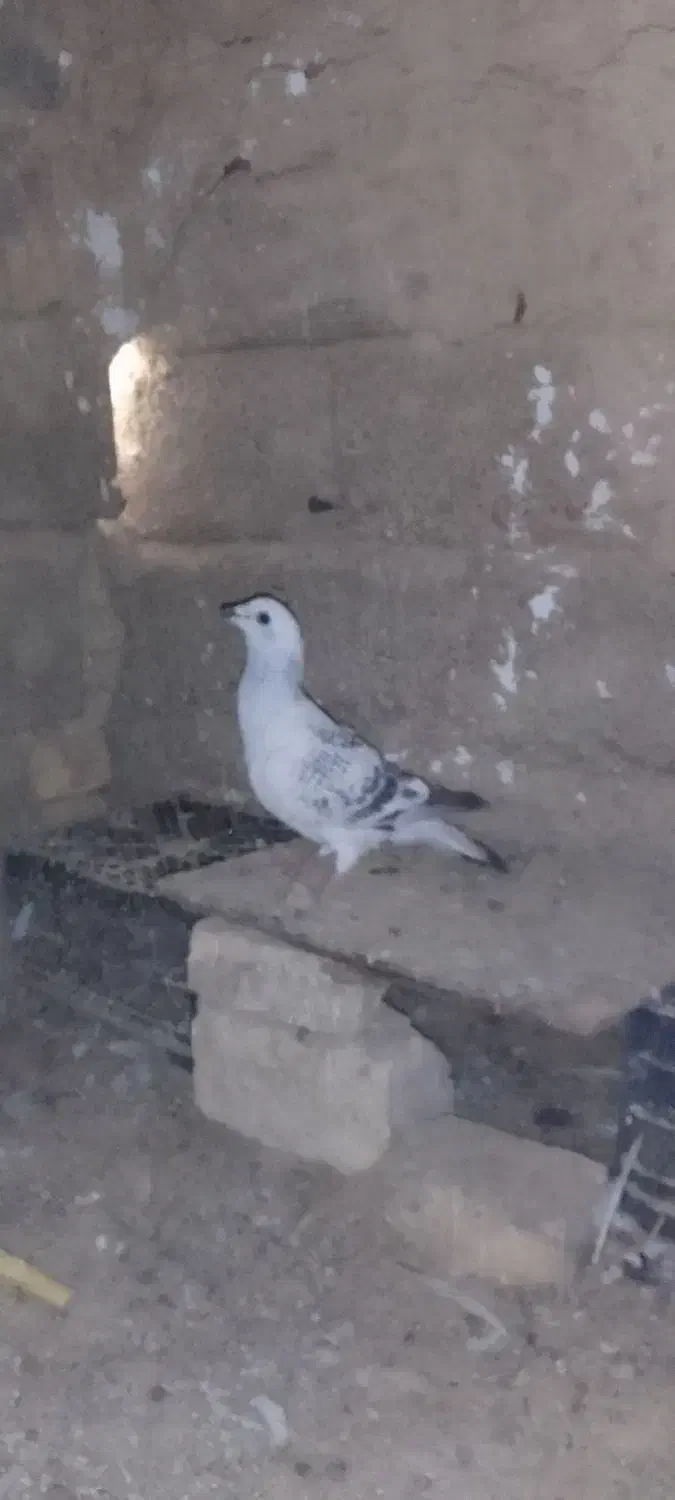 سلام سه کفتر دونر ویک.ماد 1500000|پرنده|کرباسک, |دیوار