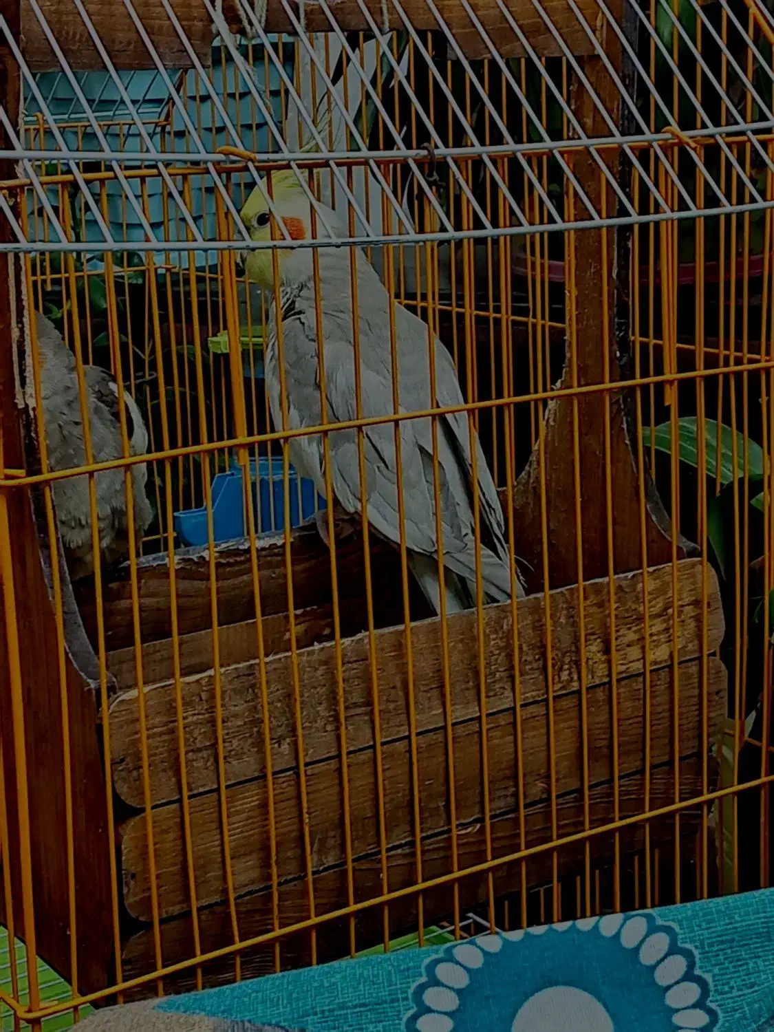 عروس هلندی|پرنده|برخوار, |دیوار